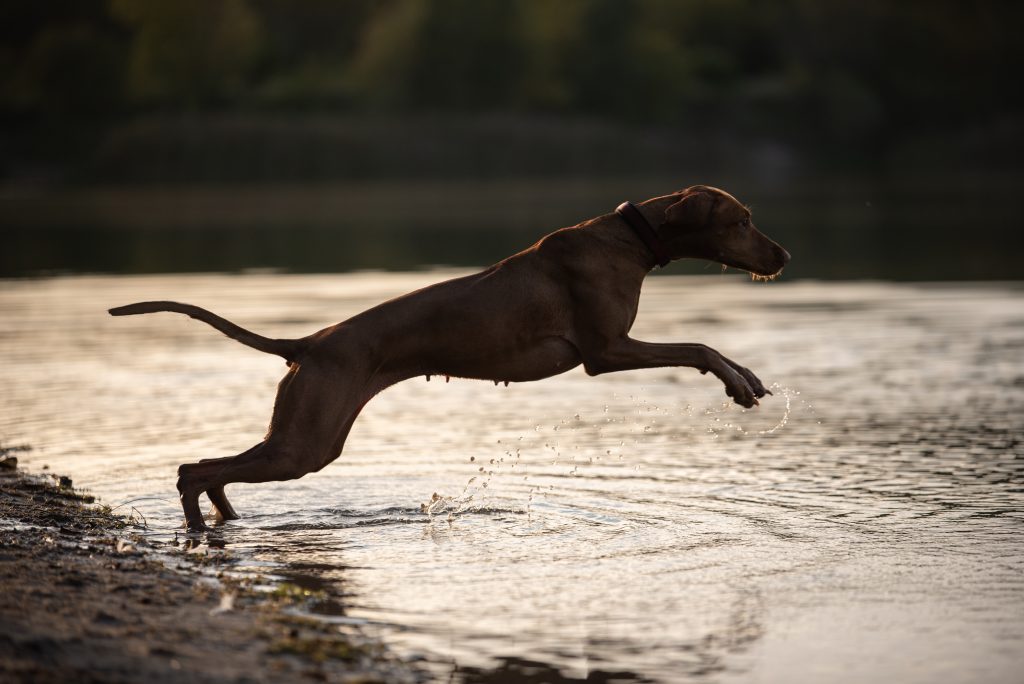 Hundefotograf in Zwickau, Leipzig und Berlin