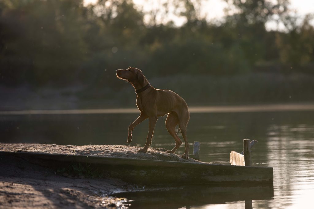 Hundefotograf in Zwickau, Leipzig, Berlin