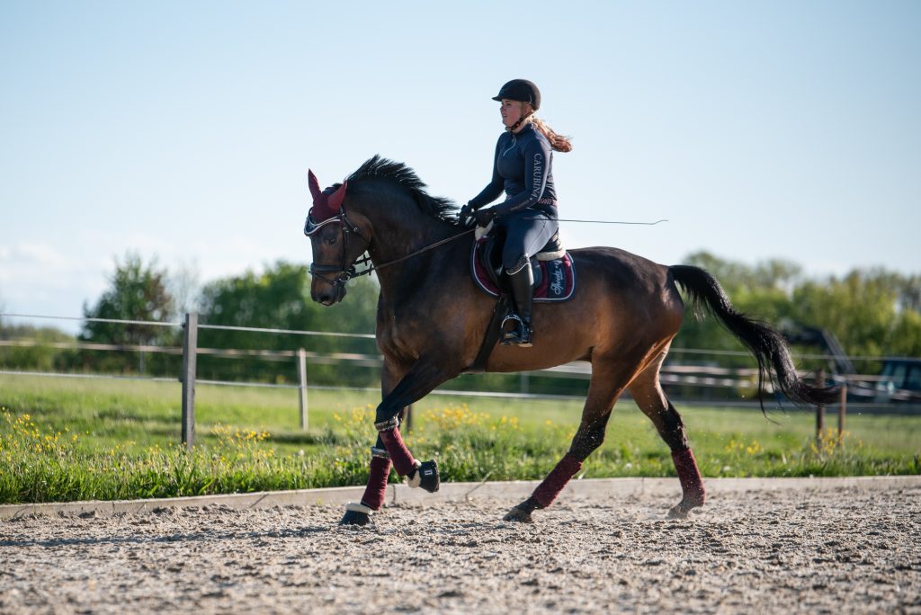 Deutsches Sportpferd im Galopp