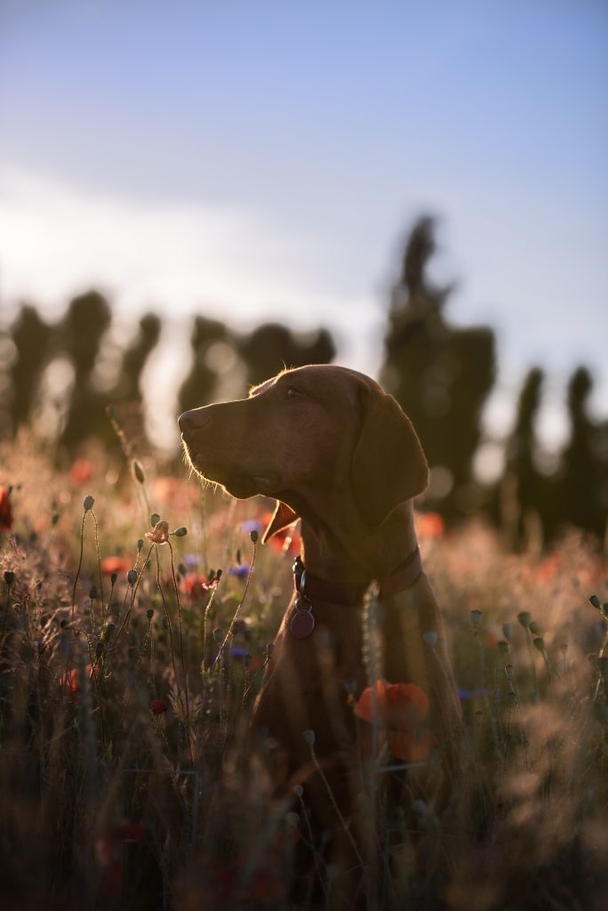 Hundefotograf in Zwickau, Leipzig, Berlin