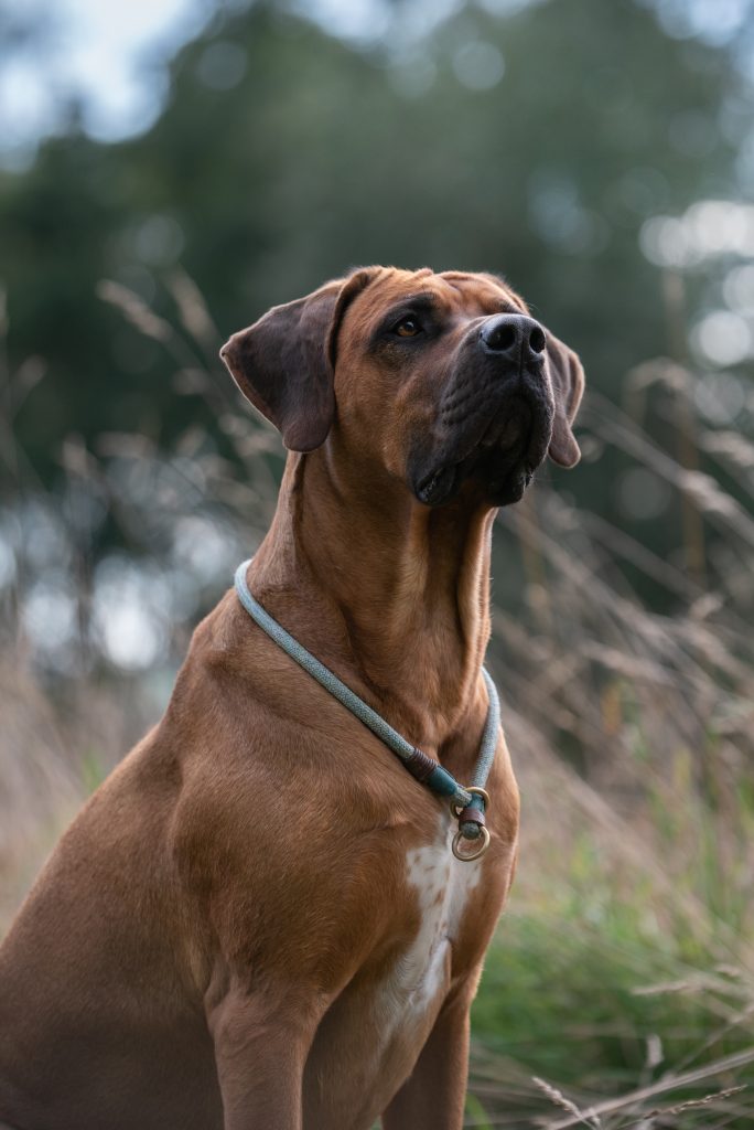 Hundefotograf in Zwickau, Leipzig, Berlin