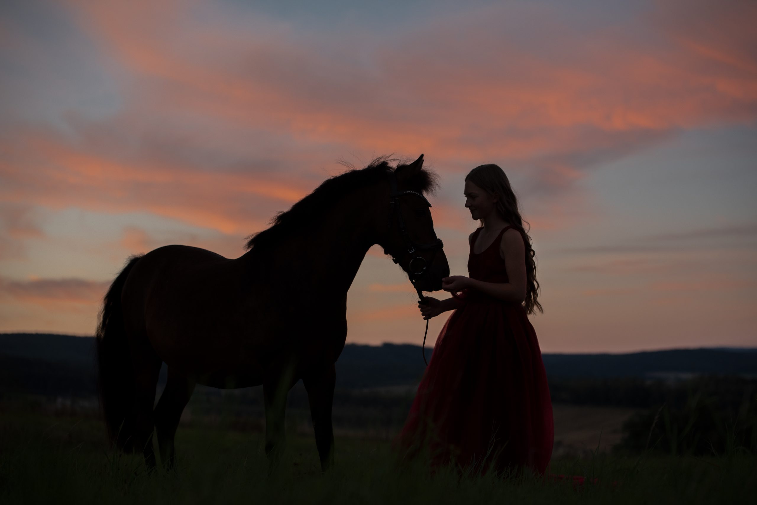 Pferd im Sonnenaufgang in Sachsen