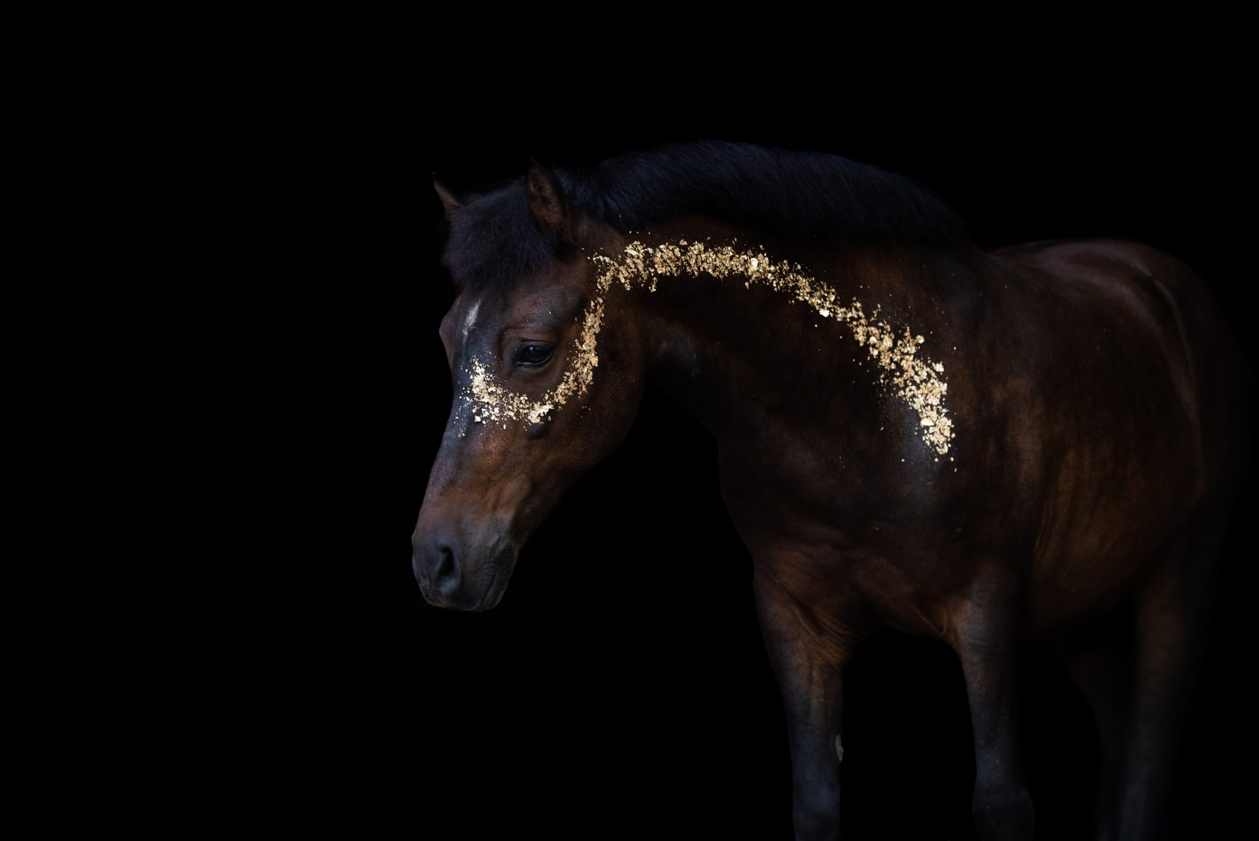 Fotoshooting Pferd mit Blattgold